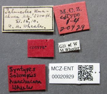 Media type: image;   Entomology 20929 Aspect: labels